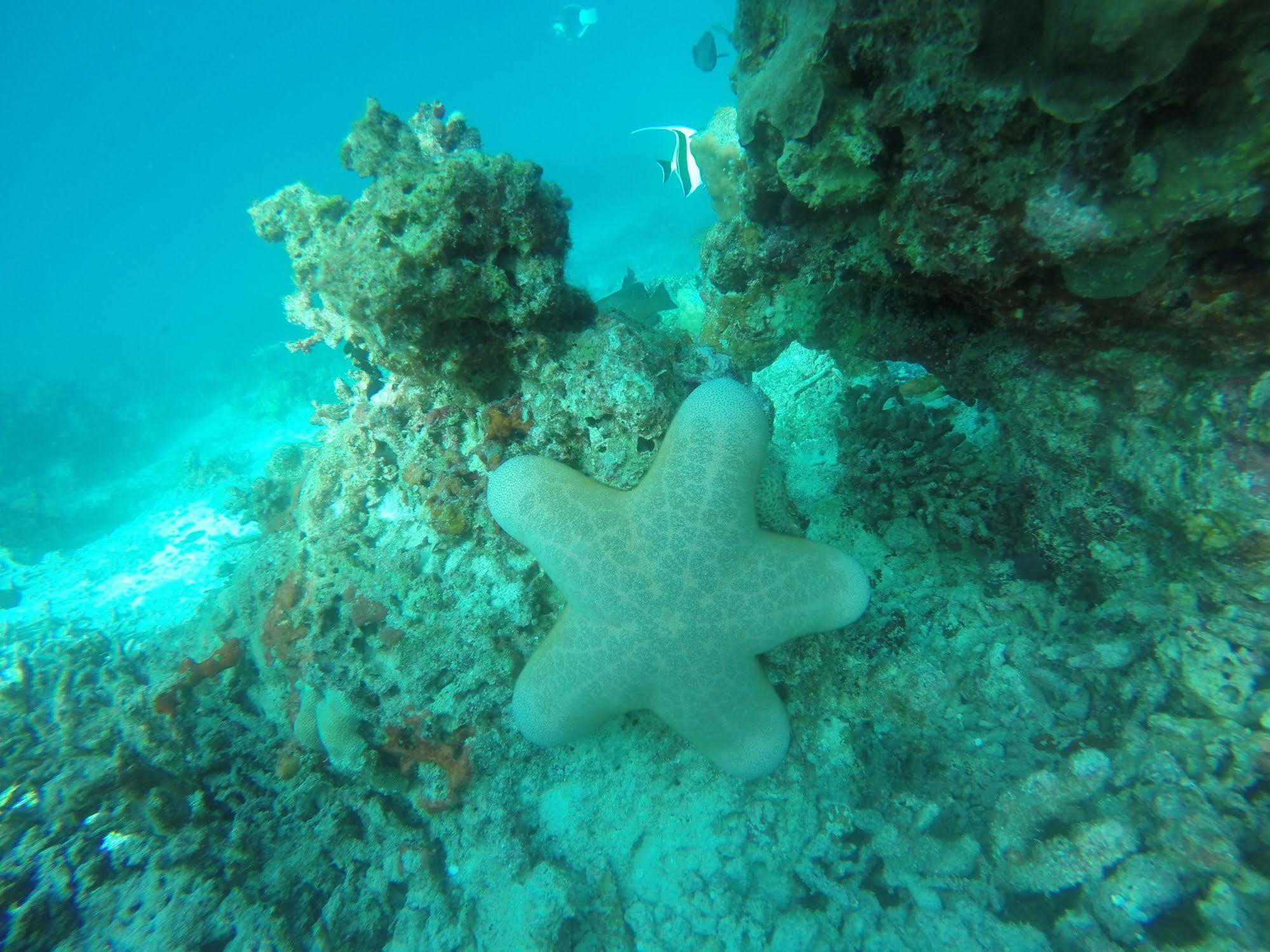 White Sand Lodge Maafushi Dış mekan fotoğraf